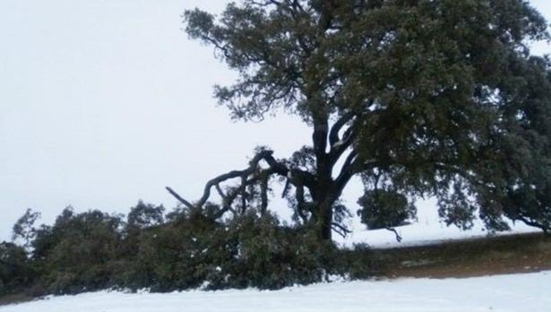 El árbol se ubica en una finca privada muy próxima al término municipal de Socuéllamos