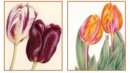 &laquo;Tulipa, tulipae&raquo;: los tulipanes como saber ilustrado