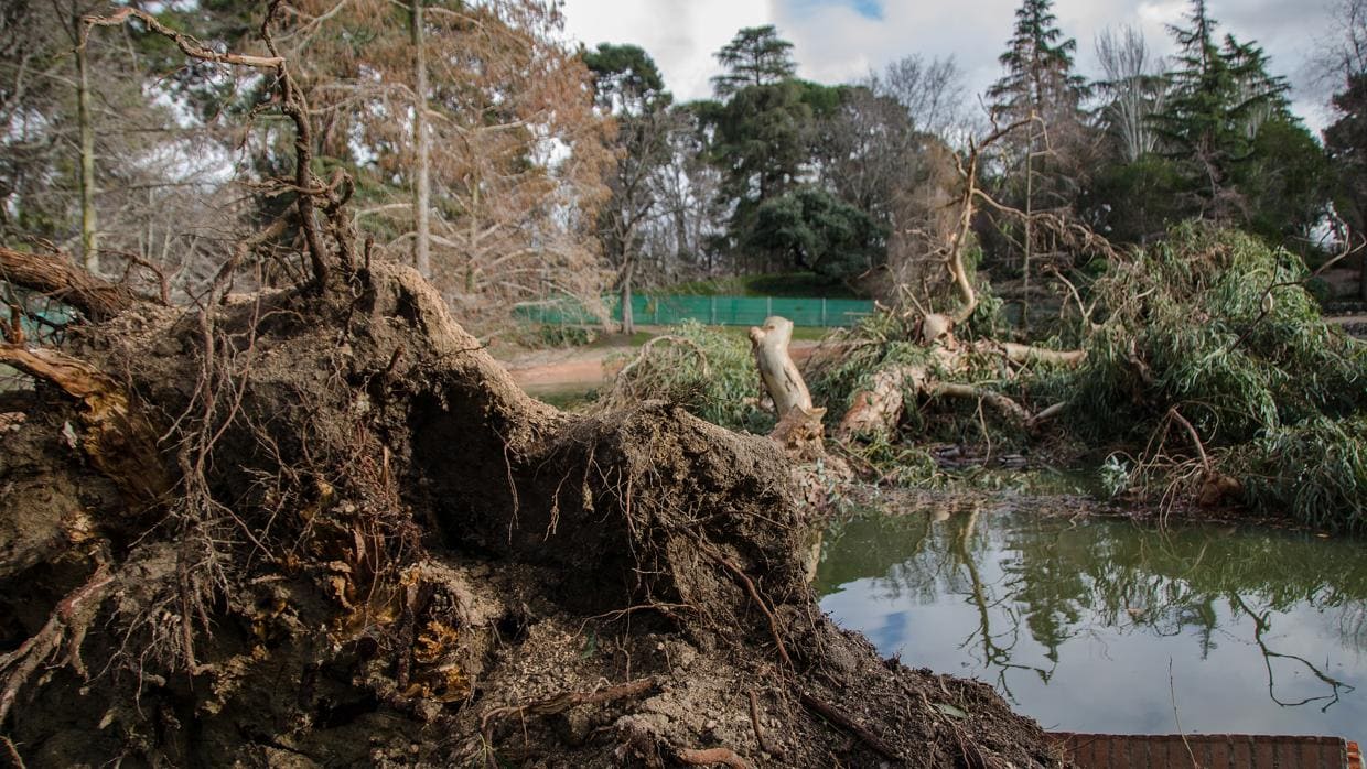 Cuatro muertos por caída de árboles en Madrid en menos de 4 años