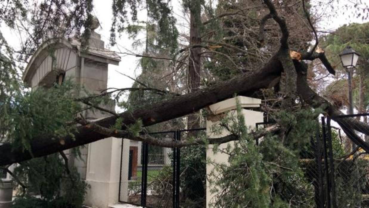 Estas son las razones por las que se caen los árboles en El Retiro