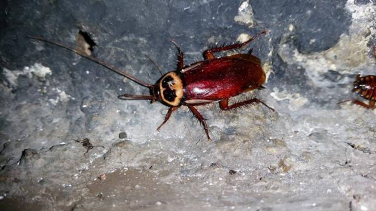 Descubren una nueva especie de cucaracha en el de Madrid