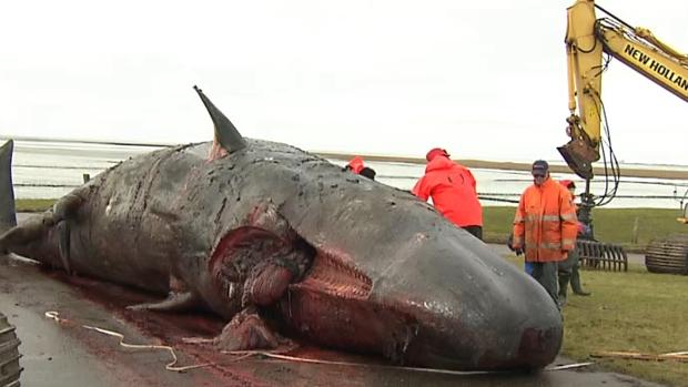 Uno de los cachalotes encontrados en Helgoland