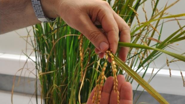 Científicos del proyecto con una planta de arroz