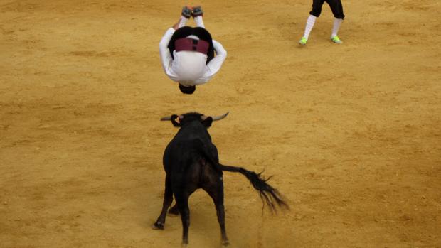 Espectáculo taurino de recortes, quiebros y saltos