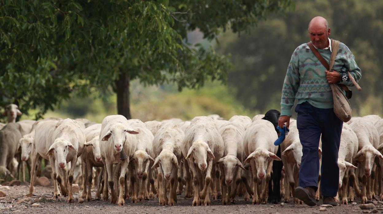 Los pastores, en peligro de extinción