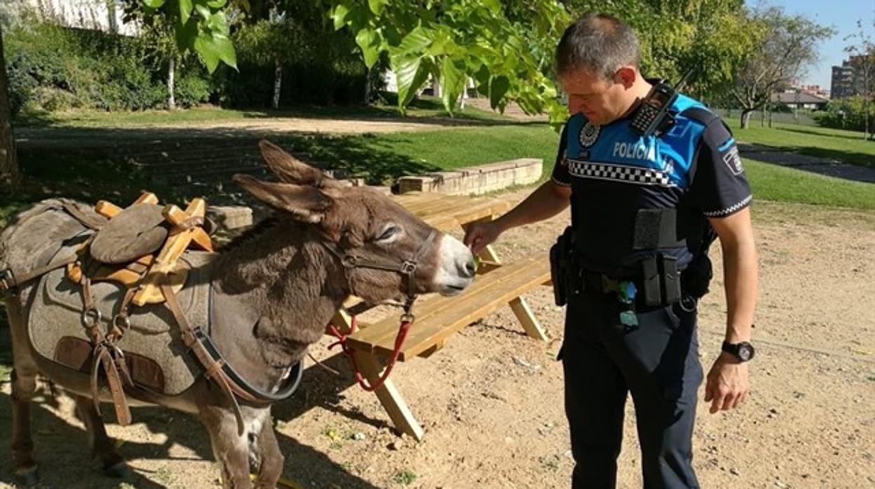 Un peregrino francés deja un burro en un parque de Valladolid mientras pasa  la noche en un hotel