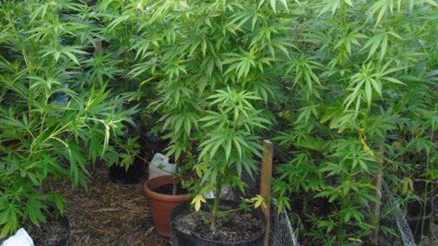 Una imagen de archivo de una plantación de marihuana