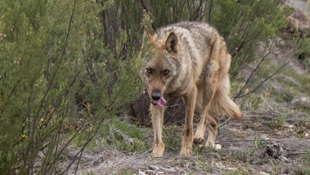 Las leyes impiden actualmente cazar tanto al norte como al sur del río Duero
