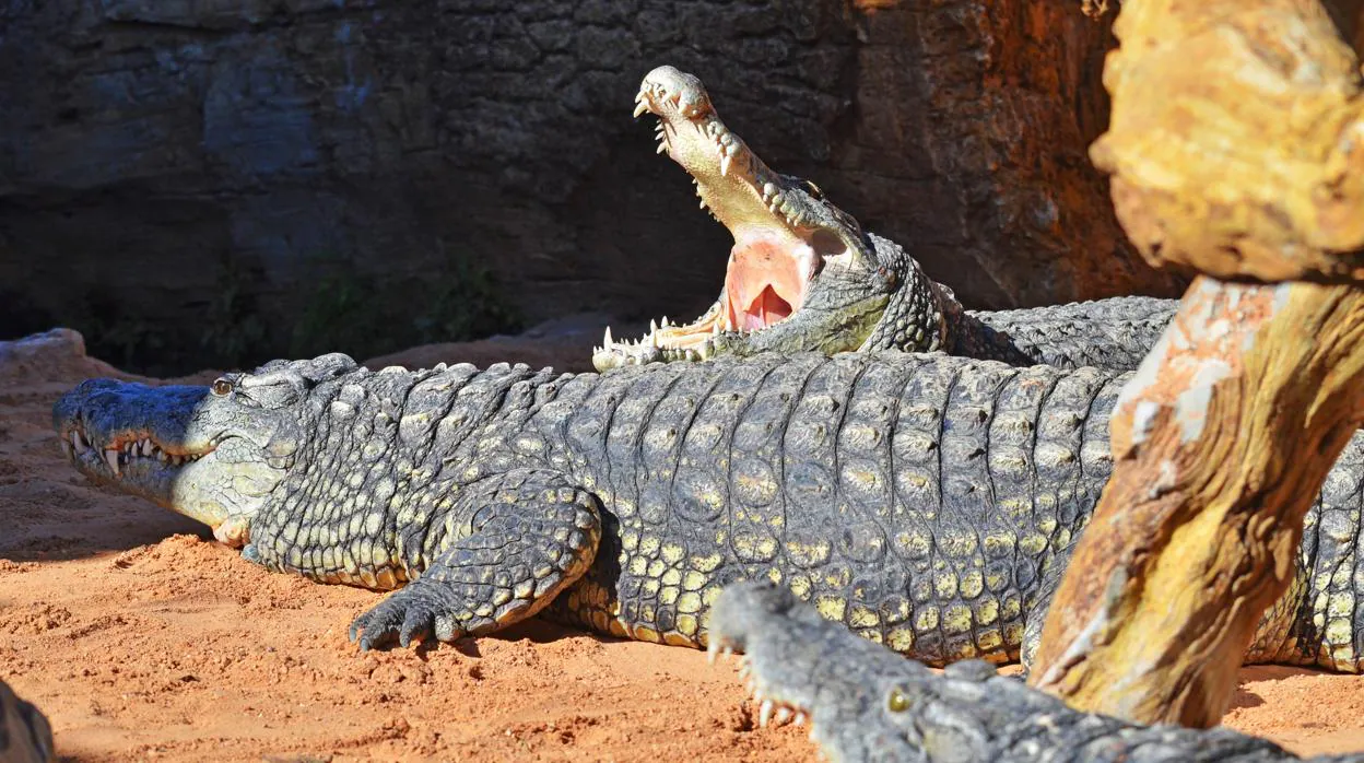 Bioparc Valencia recibe tres cocodrilos del Nilo