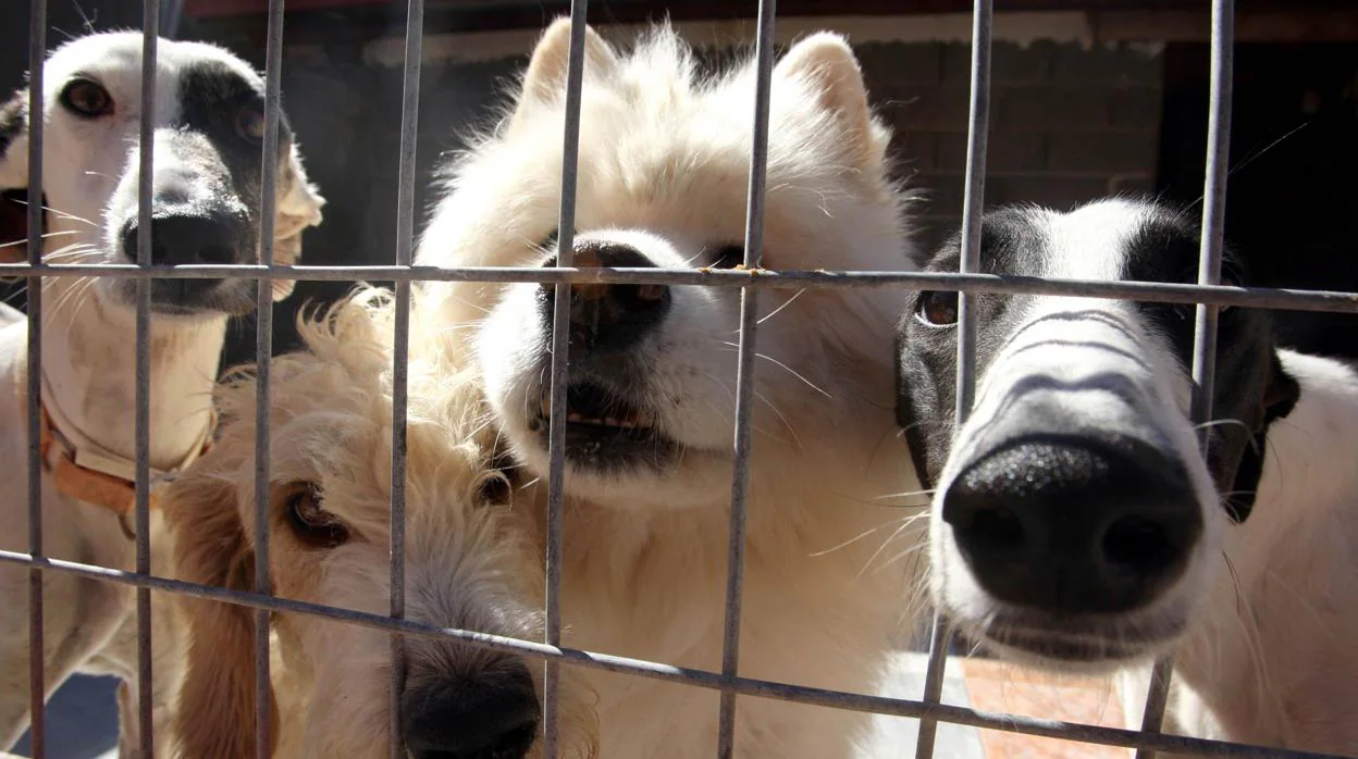 La perrera de triplica su presupuesto para no sacrificar animales