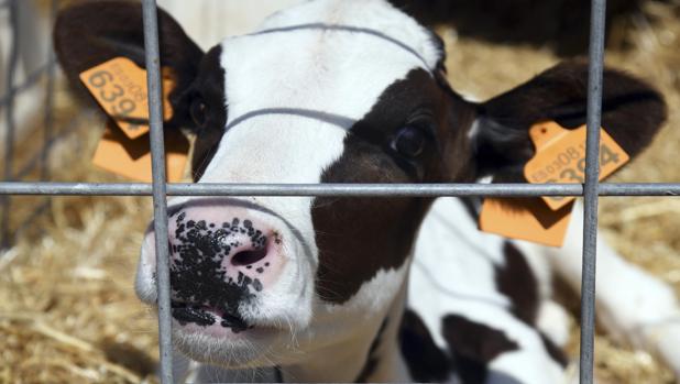 Vacas de leche en la Granja de Pascual en Fuentespina