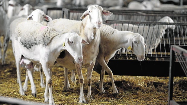 En la región hay 2.600.000 de ovejas y 6.500 explotaciones de ovino (el 5,7% de toda España)