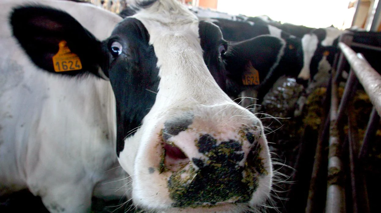 Detectado un caso del mal de las «vacas locas» en una explotación de Zamora
