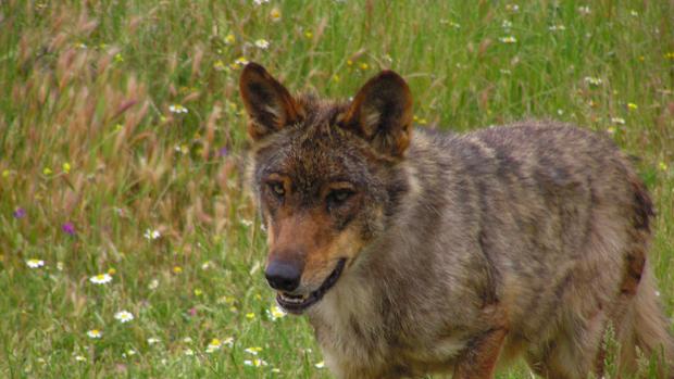 Un ejemplar de lobo ibérico en una imagen de archivo