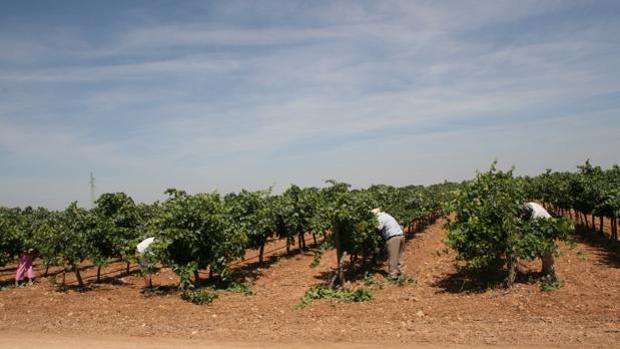Imágenes de temporeros en Albacete