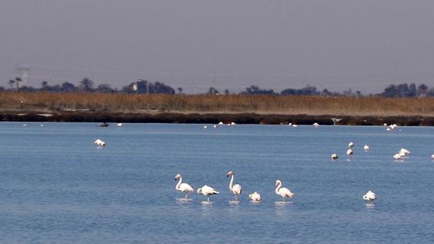 Flamencos en el parque natural de las Salinas de Santa Pola