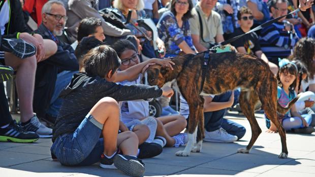 Imagen del desfile de perros abandonados en Valencia este domingo