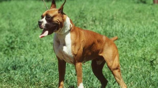 Un perro de la raza boxer, la misma que tenía la perra de Santiago