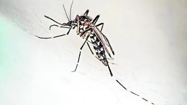 mosquito-tigre-kJSB--620x349@abc.jpg