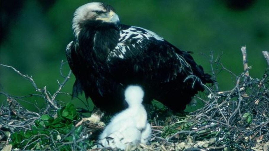 Objetivo ecológico tras el incendio: salvar el nido del águila imperial