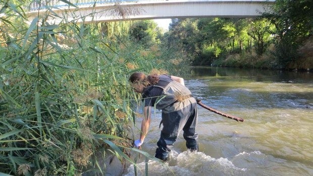 Madrid ataca para evitar la plaga de un doloroso vecino: la mosca negra