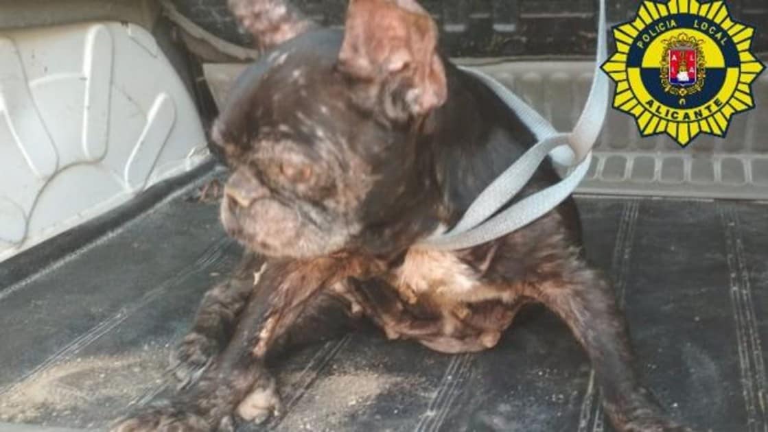 Relajante Nacarado miseria Rescatan a un perro ciego y moribundo abandonado en una vivienda de Alicante
