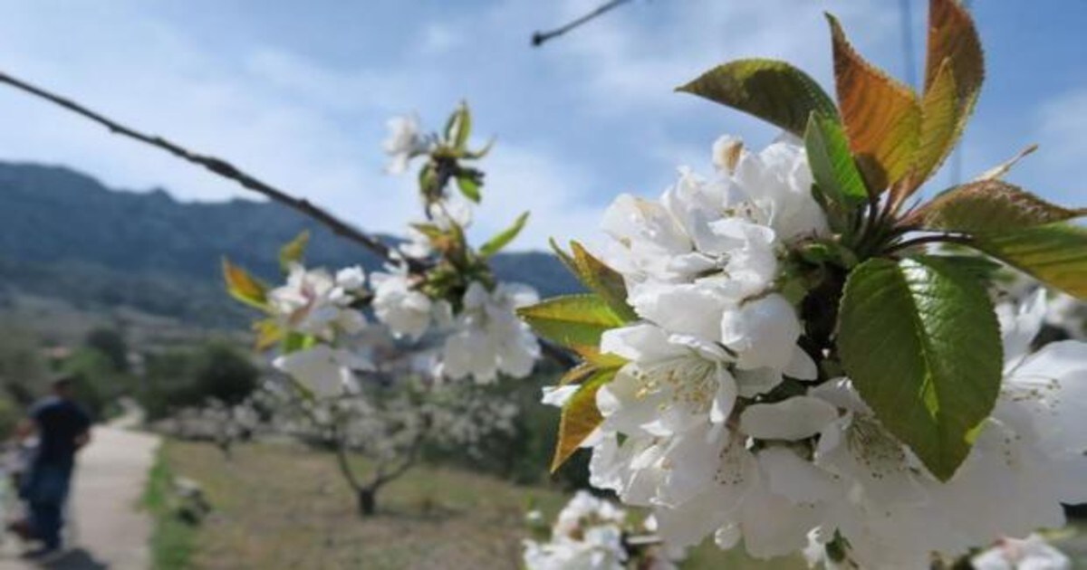 Dónde ver los cerezos en flor en la Comunitat Valenciana