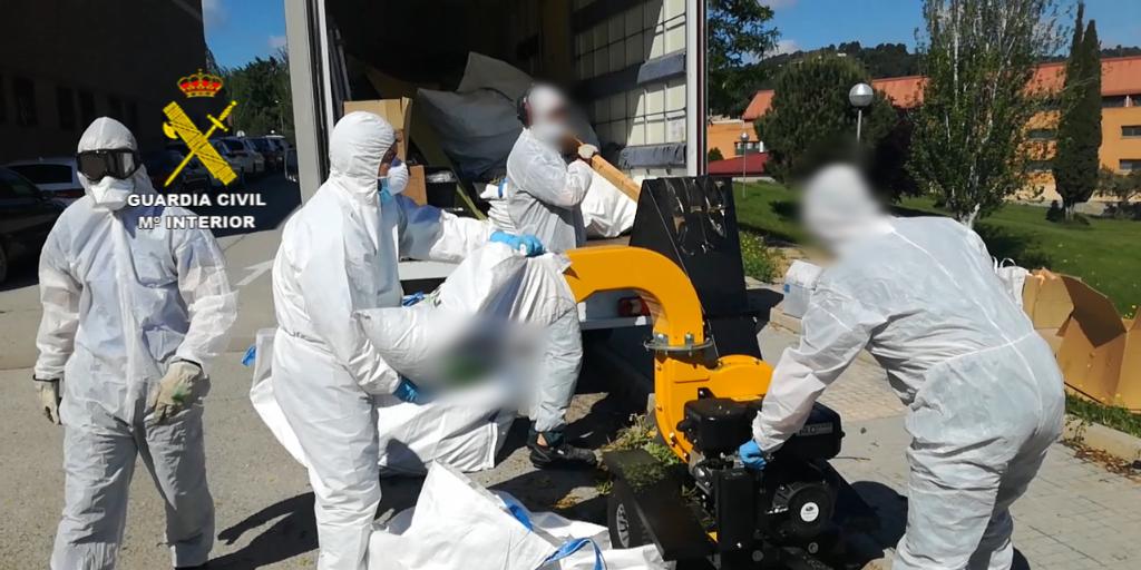 Desmantelan plantaciones de marihuana «inteligentes» que los