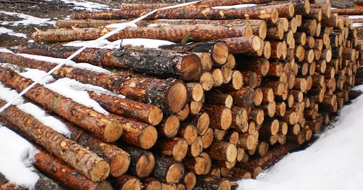 Ecologistas denuncia la tala «abusiva» de pinos en la Serranía de Cuenca