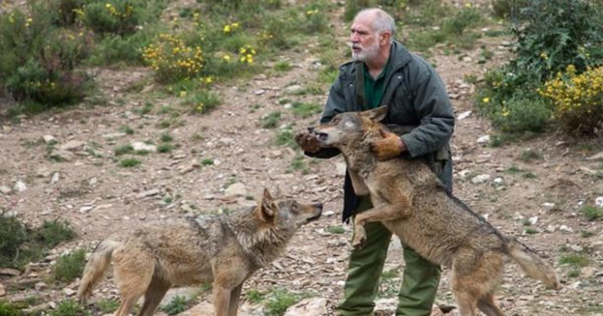 Odile Rodríguez de la Fuente cree que elevar la protección del lobo «no es  ni social ni científicamente necesario»
