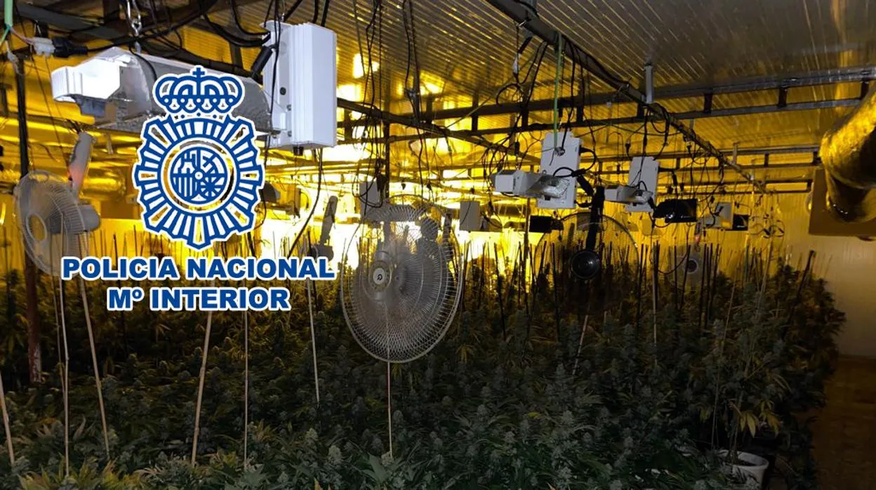 Desmantelan Un Cultivo De 770 Plantas De Marihuana En Una Nave De Elche ...