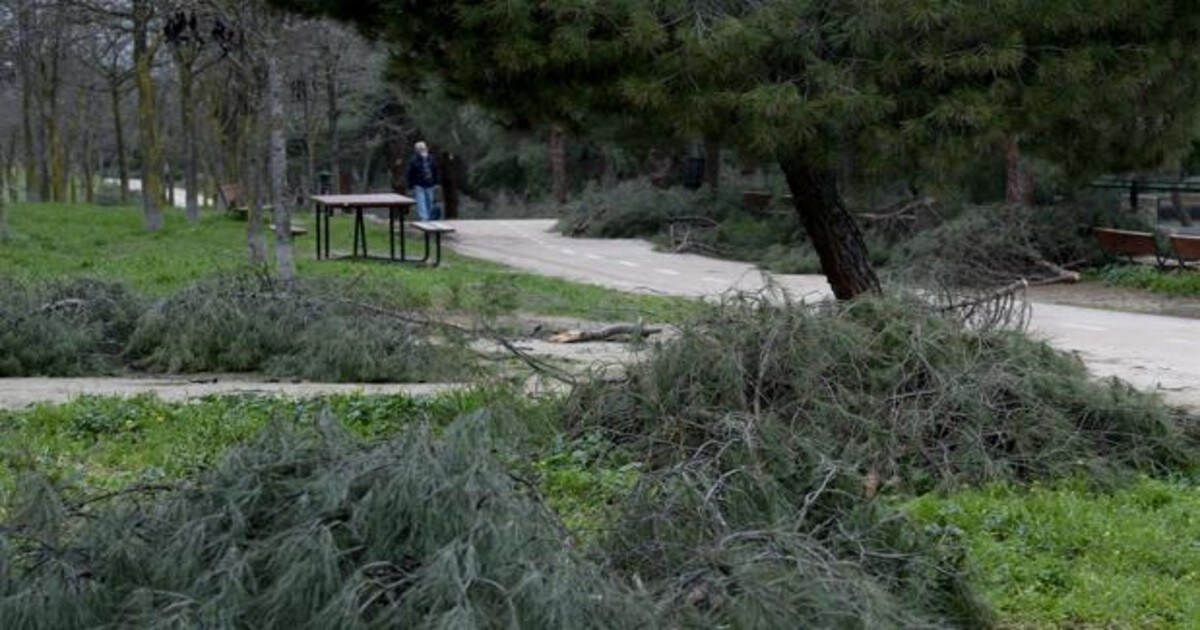 Madrid replantará 100.000 árboles para compensar los destrozos de Filomena