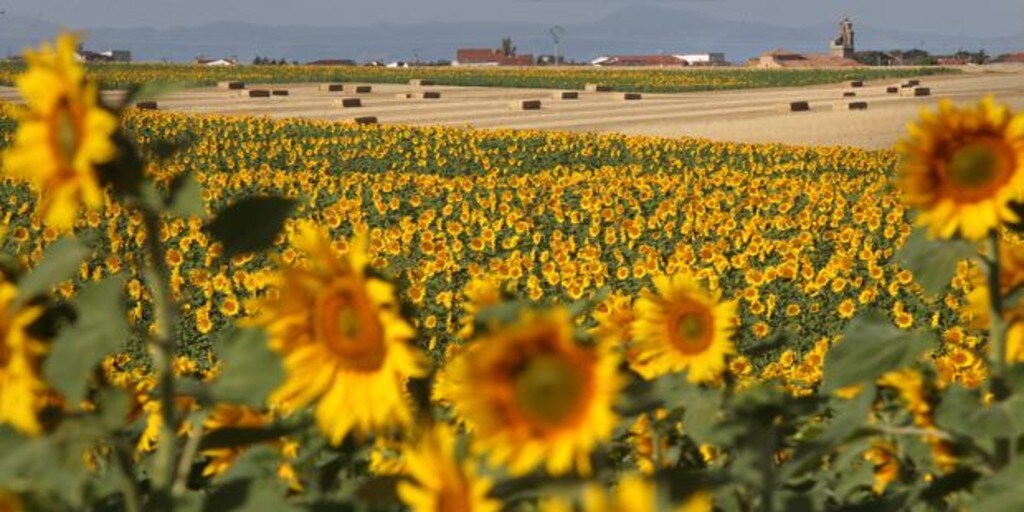 El cambio climático disminuirá los rendimientos de girasol en un 23% y de  trigo en un 10%