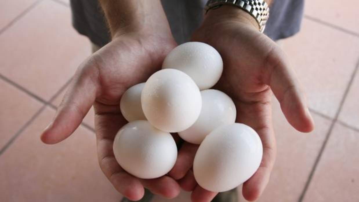 Que no debe comer una persona con salmonelosis