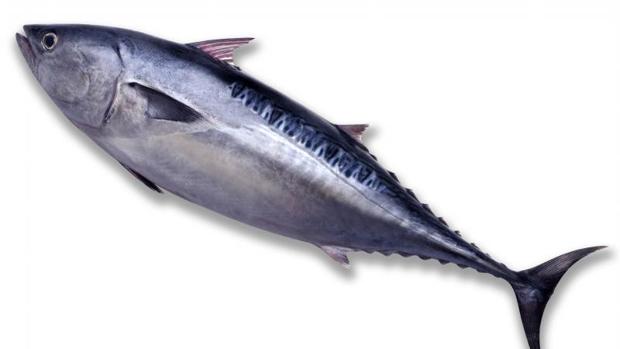 Pescado azul
