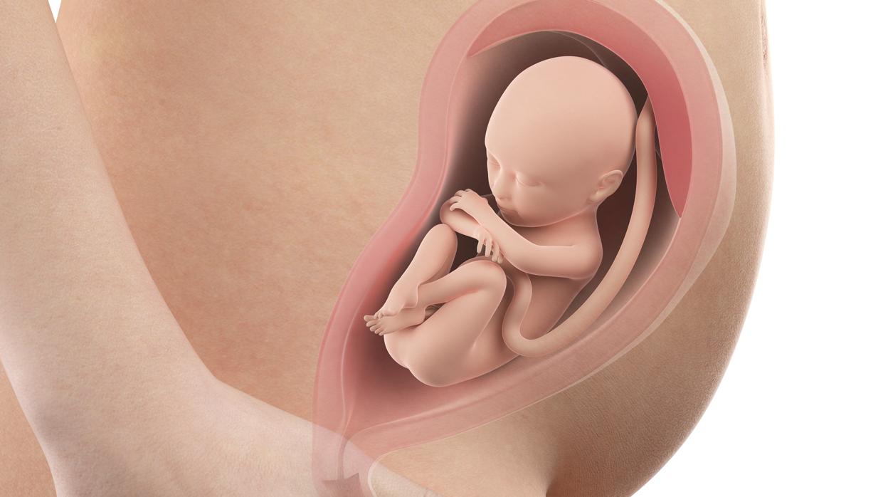 Pueden escuchar los bebés en el vientre de su madre?