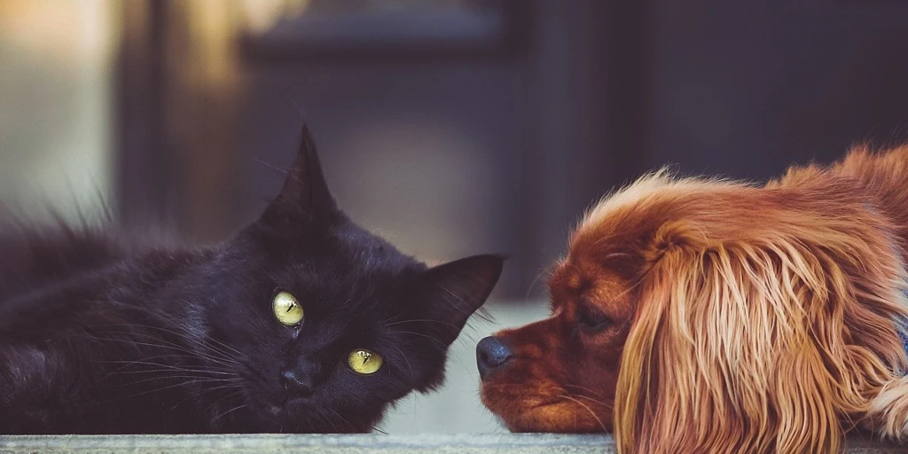 Quitar Pelos de Gato y Perro: Guía y Mejores Quitapelos 2024