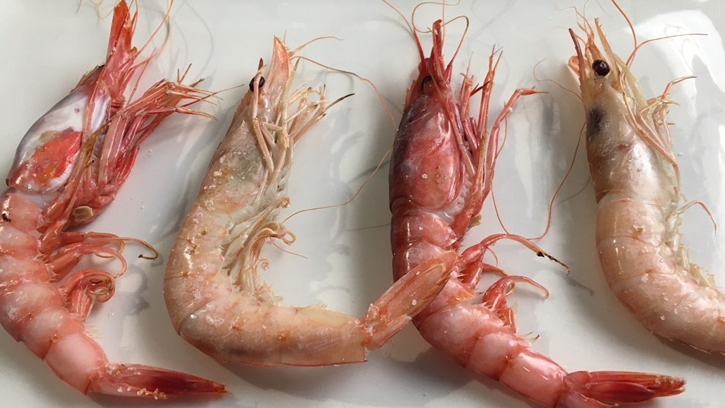 Gamba-roja-y-blanca
