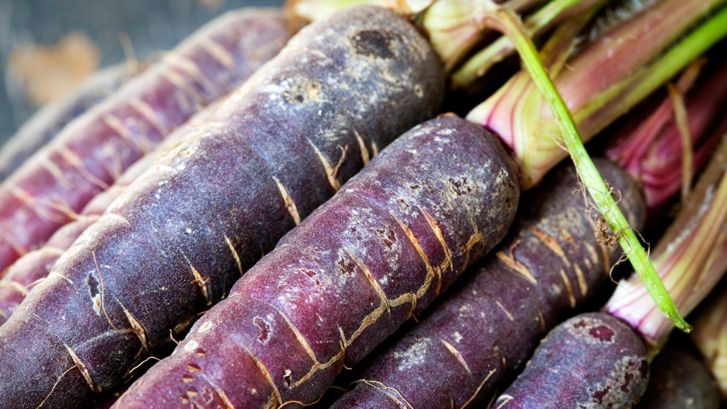 A bushel of purple carrots fresh from the ground