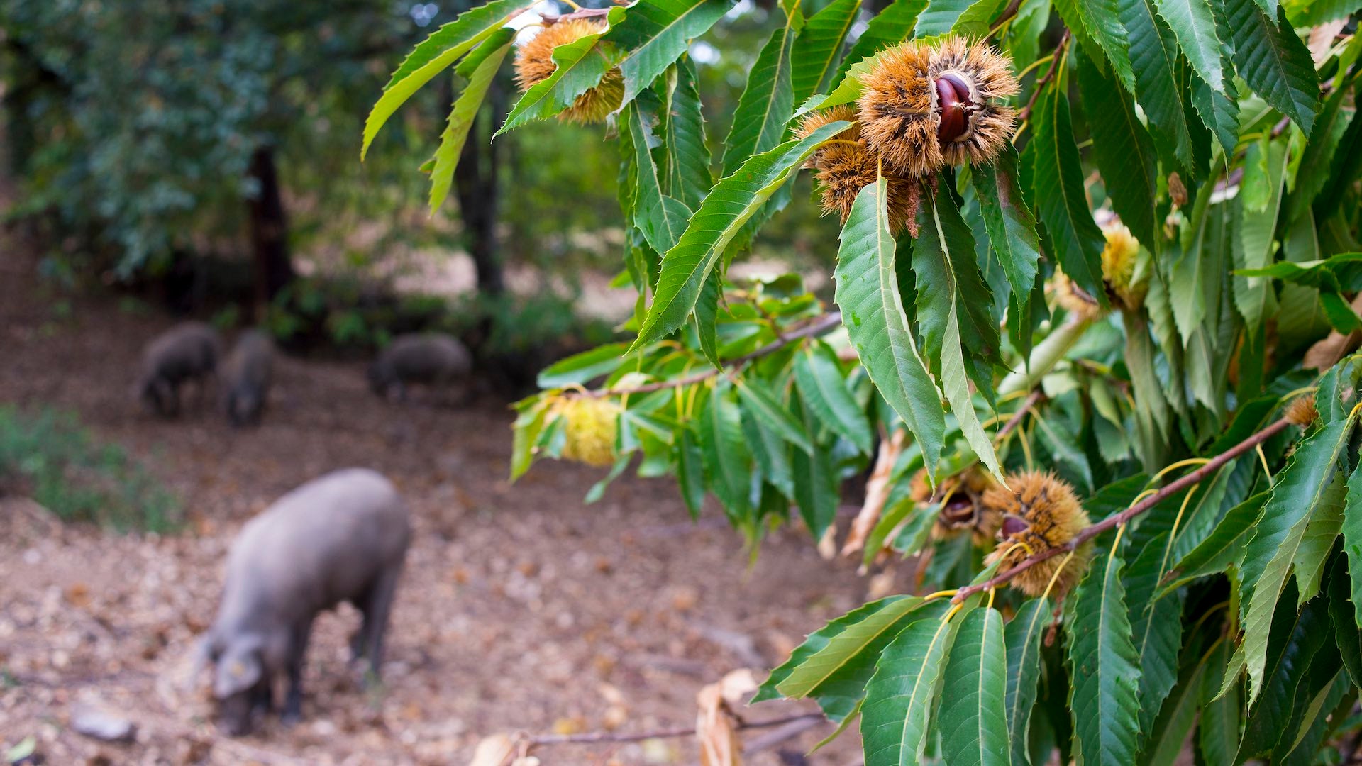 Desde finales de septiembre hasta finales de octubre se extiende la llamada 'premontanera' de castañas, siendo este el principal alimento que ingieren los animales (F. Silva).