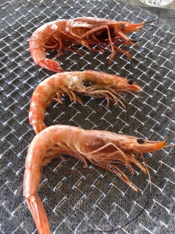 Alistado, gamba y langostino (Carlos Maribona).