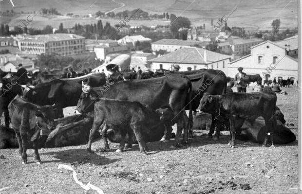 Feria de octubre en Sigüenza