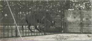 Imagen de la lucha entre un tigre «César» y un toro «Hurón», que se saldó con la...