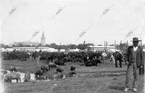 Vista parcial del mercado de Ganados en la Feria de san Miguel