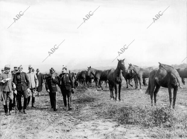 S. M. don Alfonso Xiii (X) examinando los Ejemplares de la yeguada militar en el...