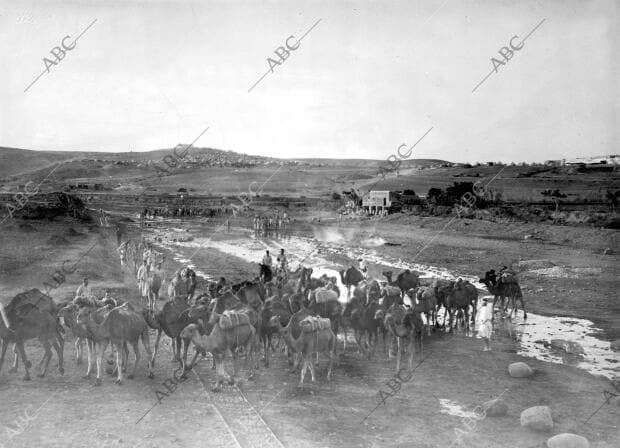Marcha de los Camellos en el primer convoy en que Fueron Utilizados