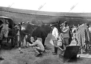 Cura de un caballo herido en uno de los Últimos Combates y Pertenecientes al 2º...