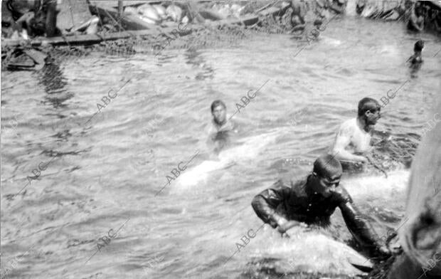 Portil (Huelva). 1910 (CA.). Pesca con jabega. Los pescadores en plena faena