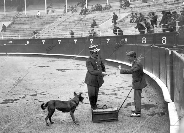 El concurso de perros policías en San Sebastián