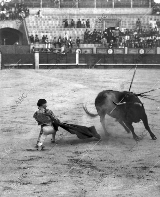 El matador de Toros Cecilio Dando al cuarto Toro el pase de Rodillas que...